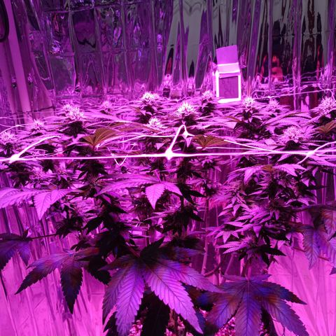 Tangerine cookies growlog timeline photo