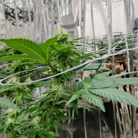 Tangerine cookies growlog timeline photo