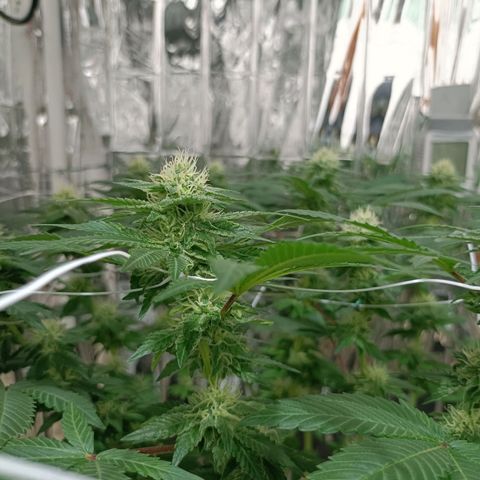 Tangerine cookies growlog timeline photo