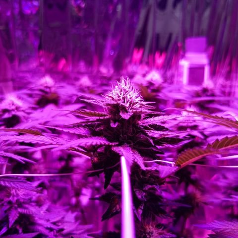 Tangerine cookies growlog timeline photo