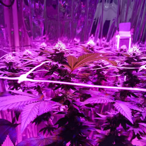 Tangerine cookies growlog timeline photo