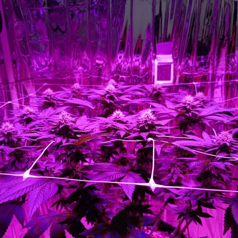 Tangerine cookies growlog timeline photo