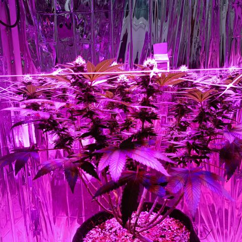 Tangerine cookies growlog timeline photo