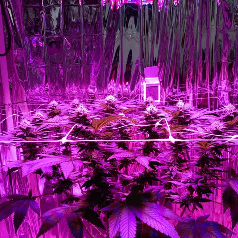 Tangerine cookies growlog timeline photo