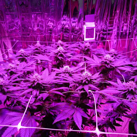 Tangerine cookies growlog timeline photo