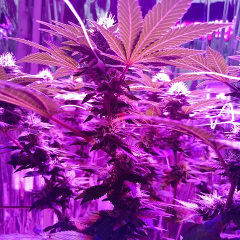 Tangerine cookies growlog timeline photo