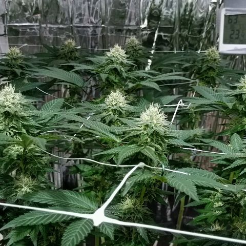 Tangerine cookies growlog timeline photo
