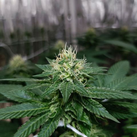 Tangerine cookies growlog timeline photo