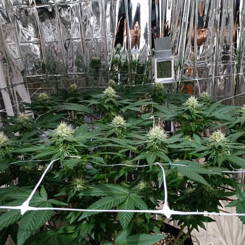 Tangerine cookies growlog timeline photo