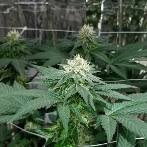 Tangerine cookies growlog timeline photo
