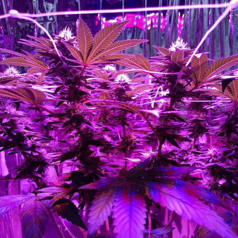 Tangerine cookies growlog timeline photo