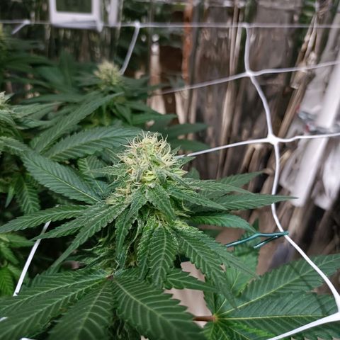 Tangerine cookies growlog timeline photo