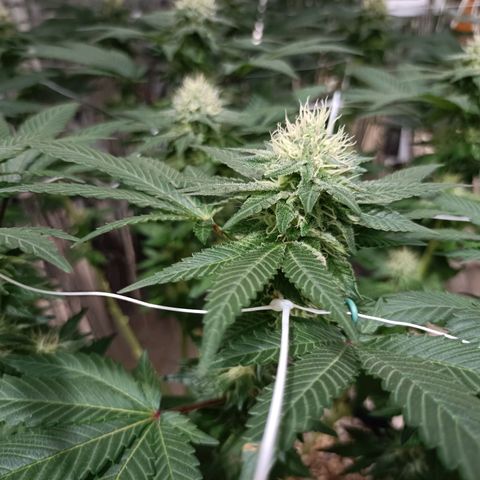 Tangerine cookies growlog timeline photo