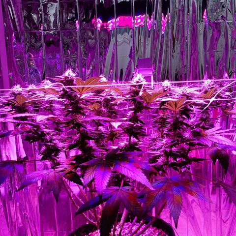 Tangerine cookies growlog timeline photo