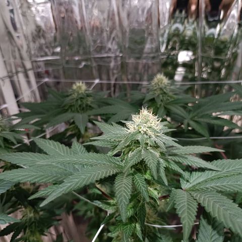 Tangerine cookies growlog timeline photo