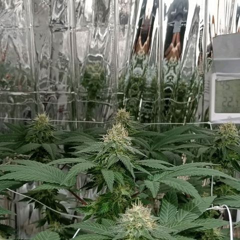 Tangerine cookies growlog timeline photo