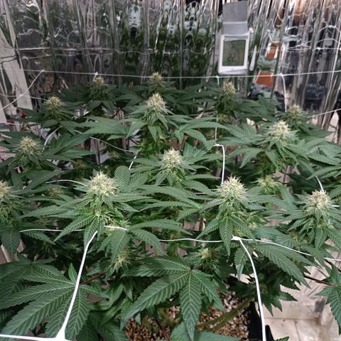 Tangerine cookies growlog timeline photo