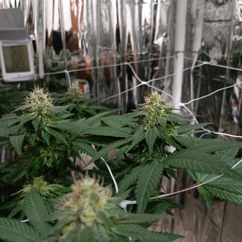 Tangerine cookies growlog timeline photo