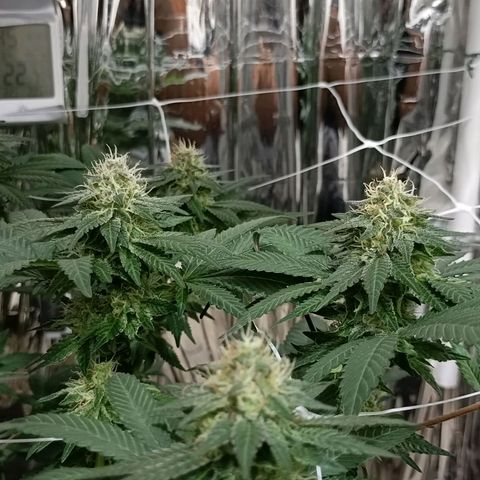 Tangerine cookies growlog timeline photo