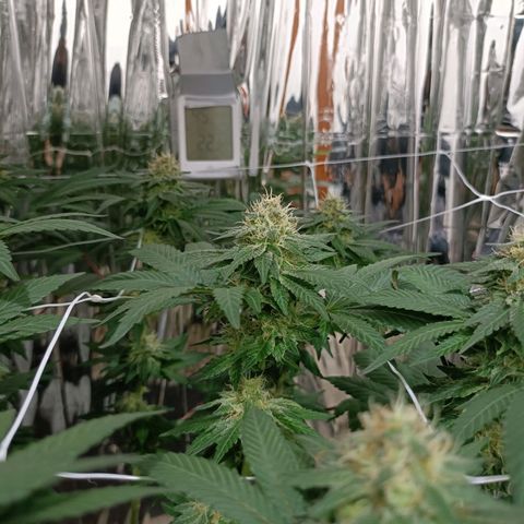 Tangerine cookies growlog timeline photo