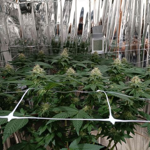Tangerine cookies growlog timeline photo