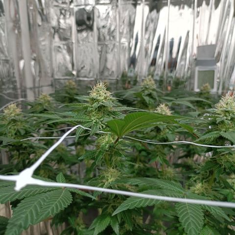 Tangerine cookies growlog timeline photo