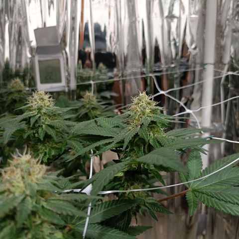 Tangerine cookies growlog timeline photo