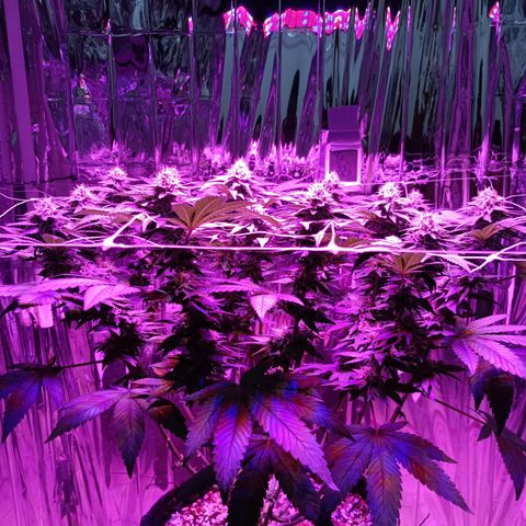 Tangerine cookies growlog timeline photo