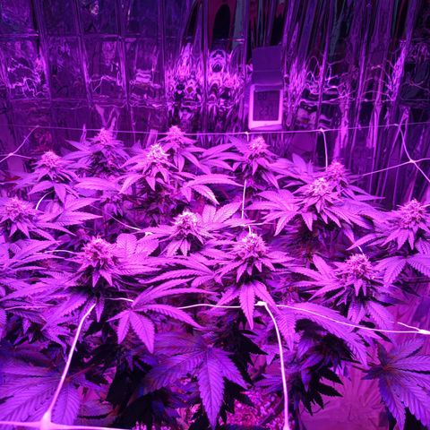 Tangerine cookies growlog timeline photo