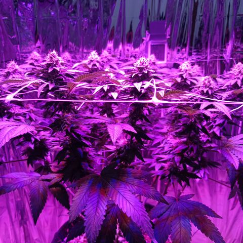 Tangerine cookies growlog timeline photo