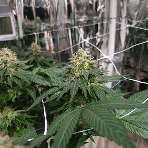 Tangerine cookies growlog timeline photo