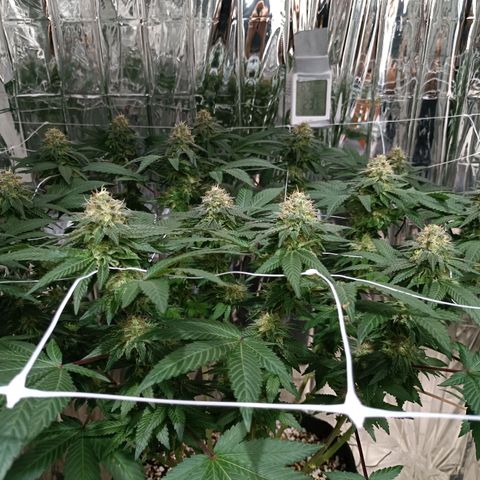 Tangerine cookies growlog timeline photo