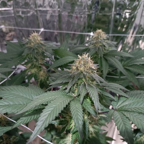 Tangerine cookies growlog timeline photo