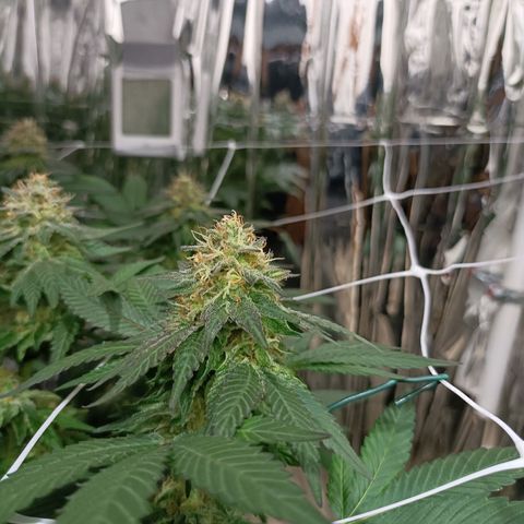Tangerine cookies growlog timeline photo