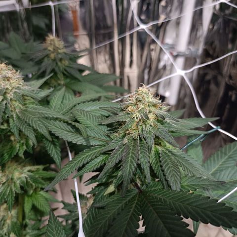 Tangerine cookies growlog timeline photo