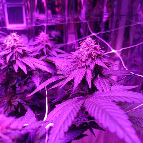 Tangerine cookies growlog timeline photo