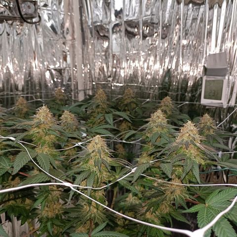 Tangerine cookies growlog timeline photo