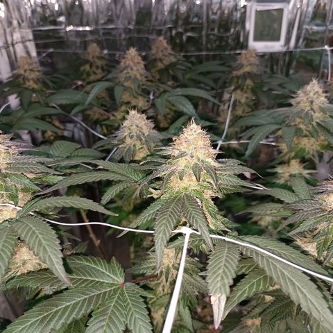 Tangerine cookies growlog timeline photo
