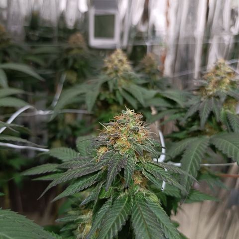 Tangerine cookies growlog timeline photo