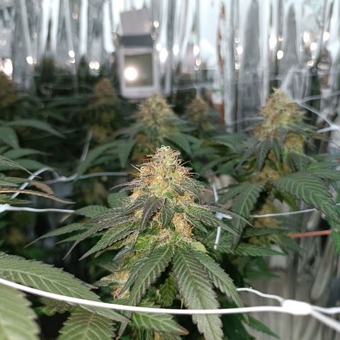 Tangerine cookies growlog timeline photo