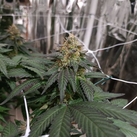 Tangerine cookies growlog timeline photo