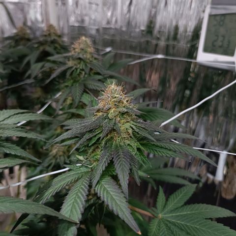 Tangerine cookies growlog timeline photo