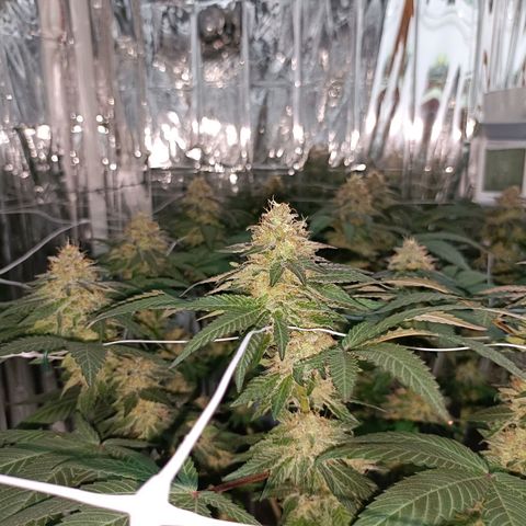 Tangerine cookies growlog timeline photo