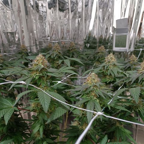 Tangerine cookies growlog timeline photo