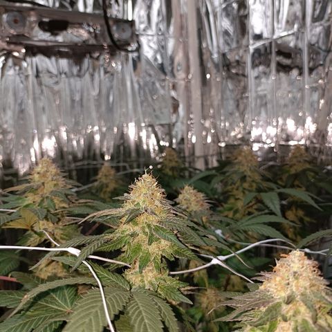 Tangerine cookies growlog timeline photo