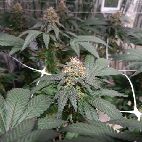 Tangerine cookies growlog timeline photo