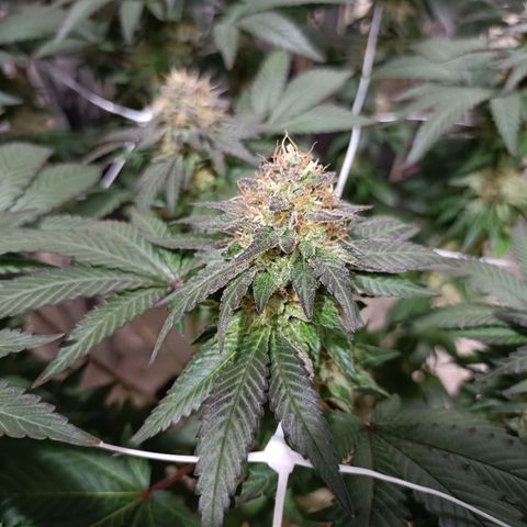 Tangerine cookies growlog timeline photo