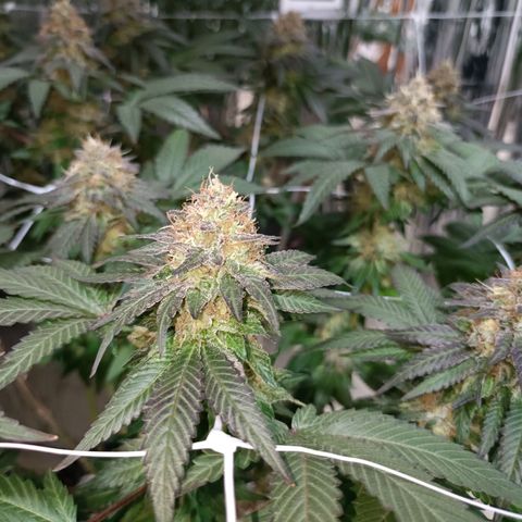 Tangerine cookies growlog timeline photo