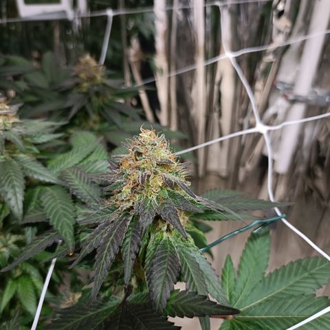 Tangerine cookies growlog timeline photo