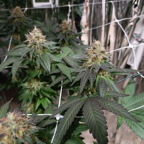 Tangerine cookies growlog timeline photo